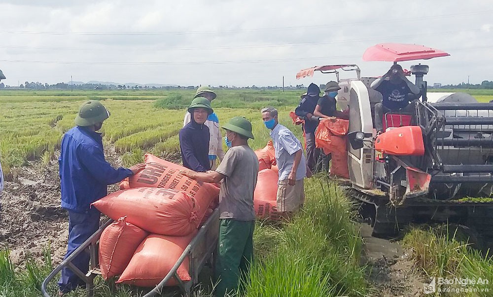 Ngành Nông nghiệp làm tốt vai trò ‘trụ đỡ’ nền kinh tế trong khó khăn do dịch Covid-19