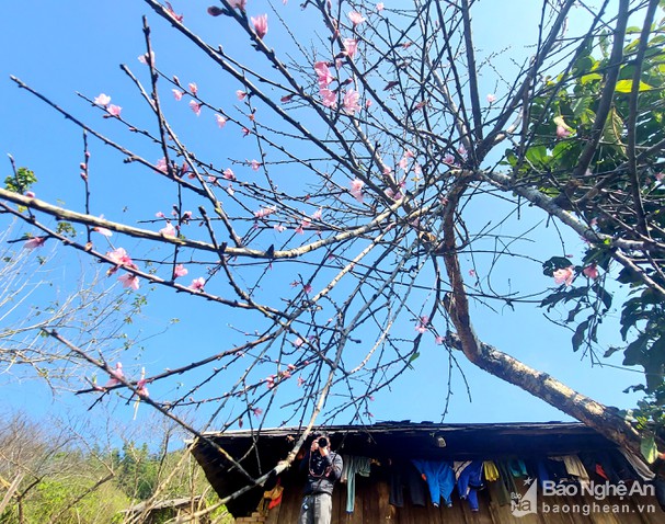mot_cay_dao_no_som_o_ban_mong_thuoc_xa_tri_le_anh_tu_lieu_nhat_lan7000428_2912022.jpg
