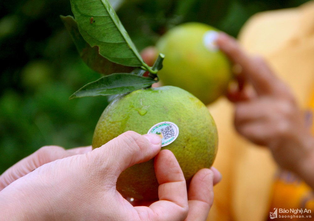 Mở cơ hội mới cho cam Vinh