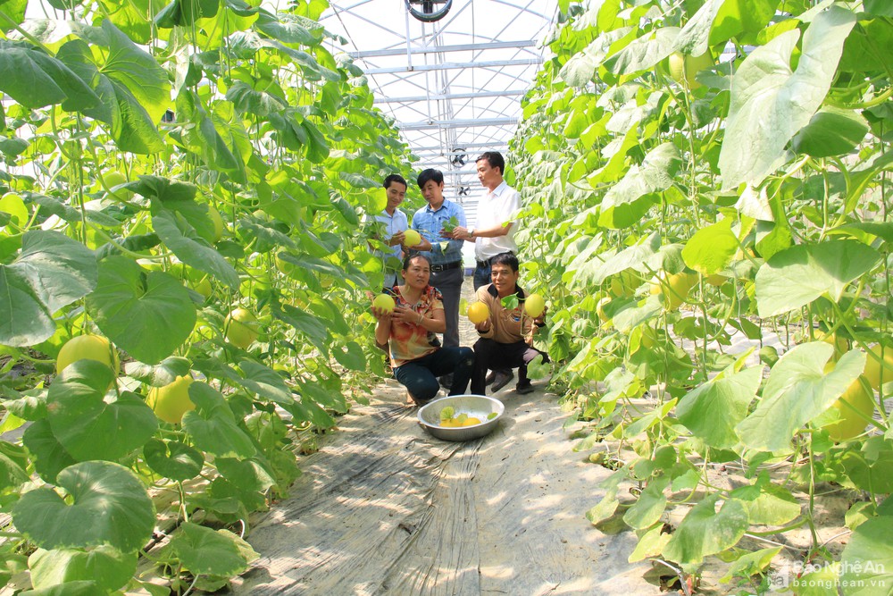 Nghị quyết dẫn đường phát triển kinh tế