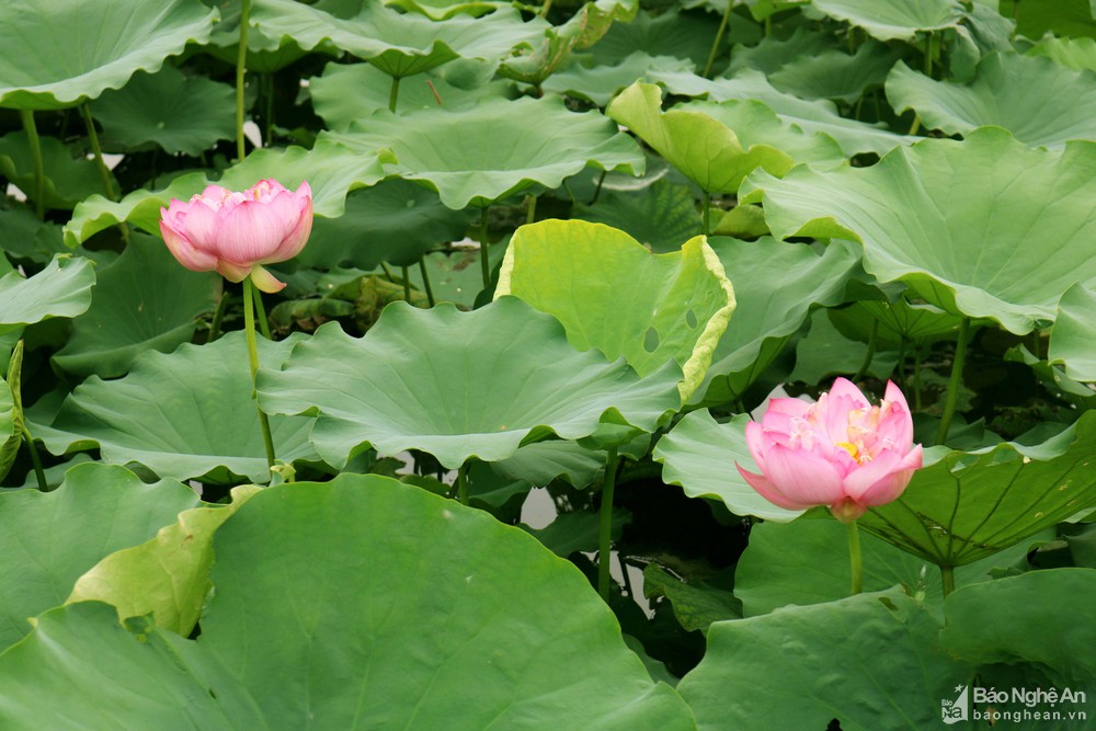 Thơm ngát hương sen trên quê Bác tháng Năm