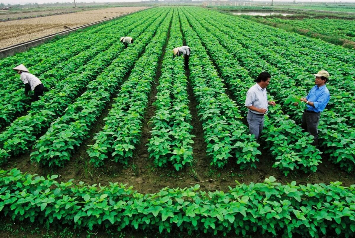 Lào Cai Đếm không hết các mô hình nông nghiệp công nghệ cao khách ăn dâu  tây ngay tại vườn  Dân Việt