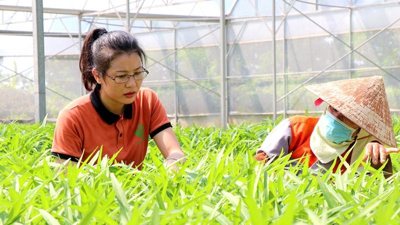 Thứ trưởng Bộ Nông nghiệp và Phát triển Nông thôn thăm mô hình sản xuất  giống lạc CP2 tại xã Yên Cường huyện Ý Yên tỉnh Nam Định