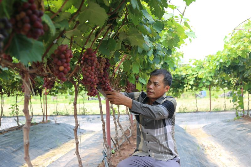 Vĩnh Phúc Mô hình trồng Nho Hạ Đen trên đất Tam Đảo tiến tới gắn với du  lịch