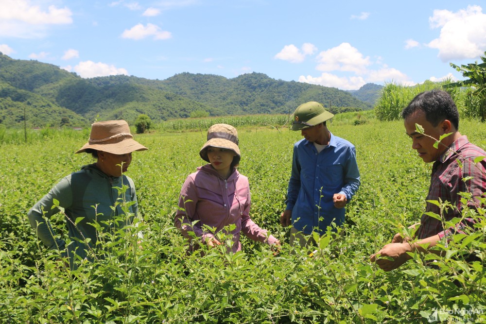 vai-nam-gan-day-nguoi-dan-thon-2-9-bat-dau-chuyen-huong-tu-trong-mia-sang-trong-ca-gai-leo-cho-thu-nhap-cao2-9475.jpg