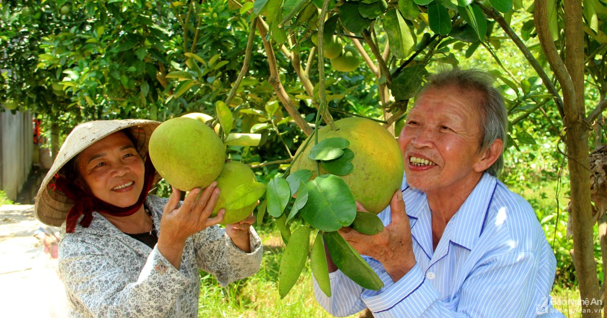 Nhân rộng vườn chuẩn nông thôn mới ở Tân Kỳ