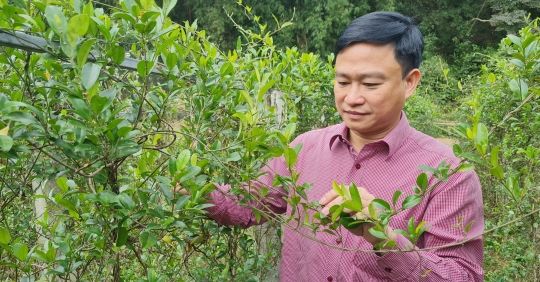 Mạc Diện Người ươm mầm dược liệu xứ Nghệ