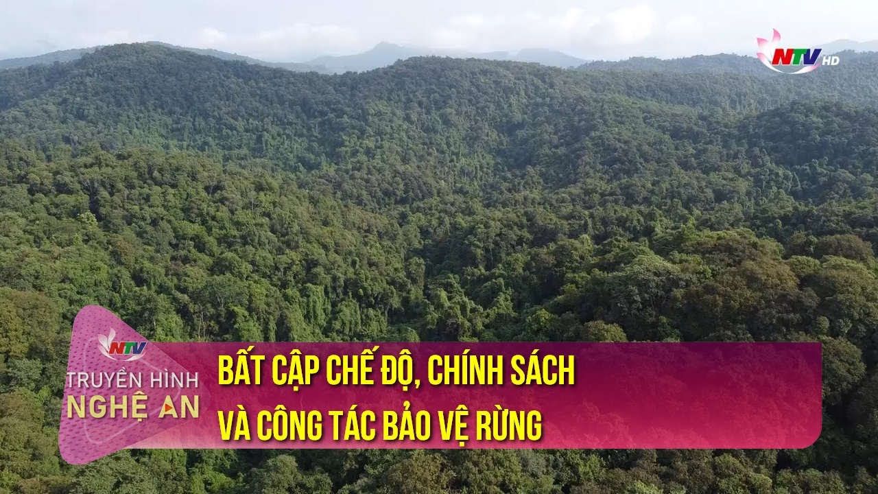 Bất cập chế độ, chính sách và công tác bảo vệ rừng