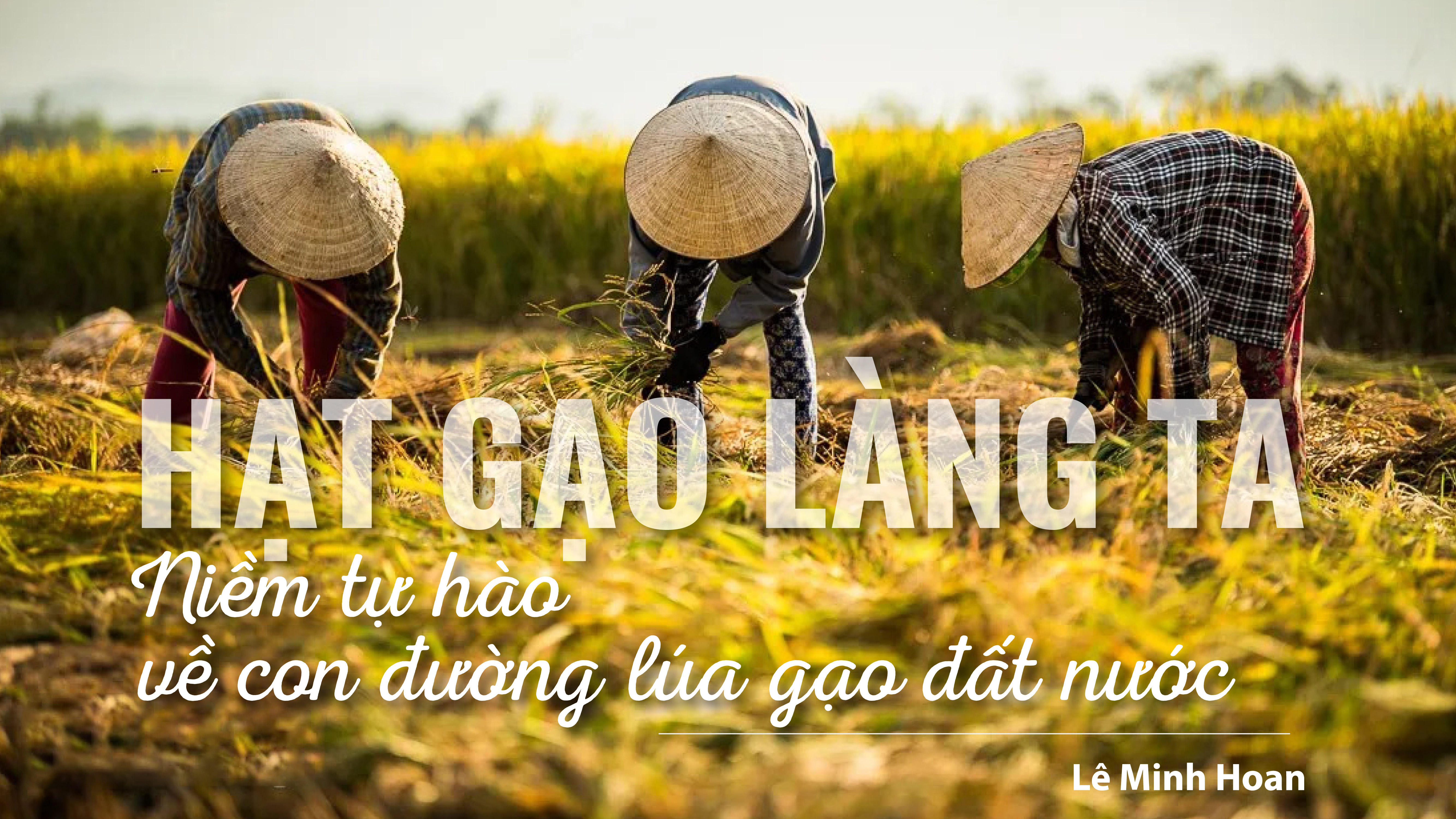 Hạt gạo làng ta - Niềm tự hào về con đường lúa gạo đất nước