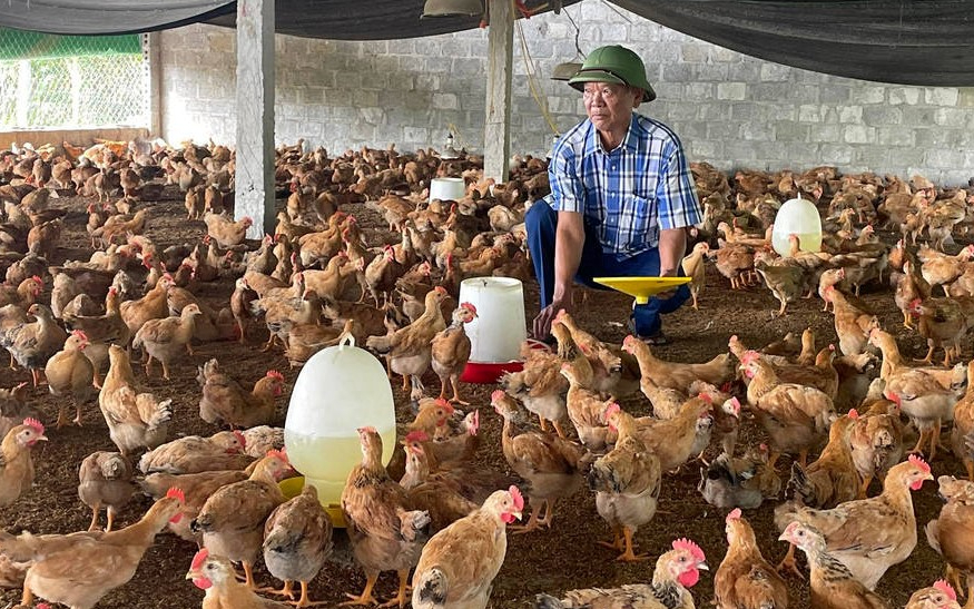 Sở Nông nghiệp và Phát triển nông thôn trả lời cử tri xã Nghĩa Lợi, huyện Nghĩa Đàn về giải pháp ổn định đầu ra cho ngành chăn nuôi