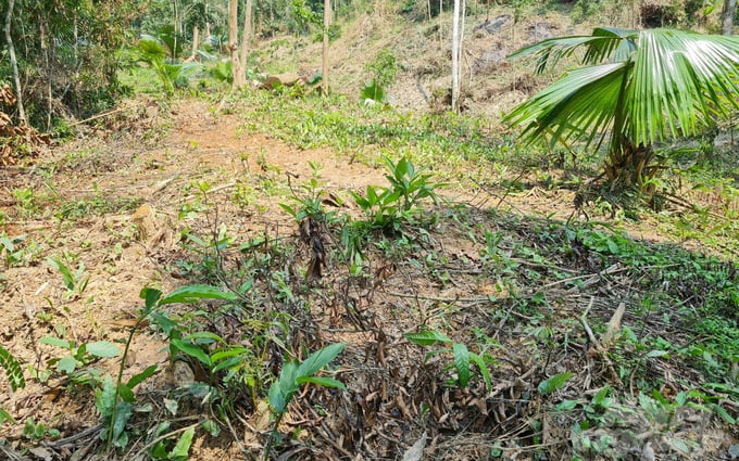 Cử tri xã Tam Thái, huyện Tương Dương kiến nghị xem xét chuyển đổi, giao đất một số diện tích rừng nghèo kiệt