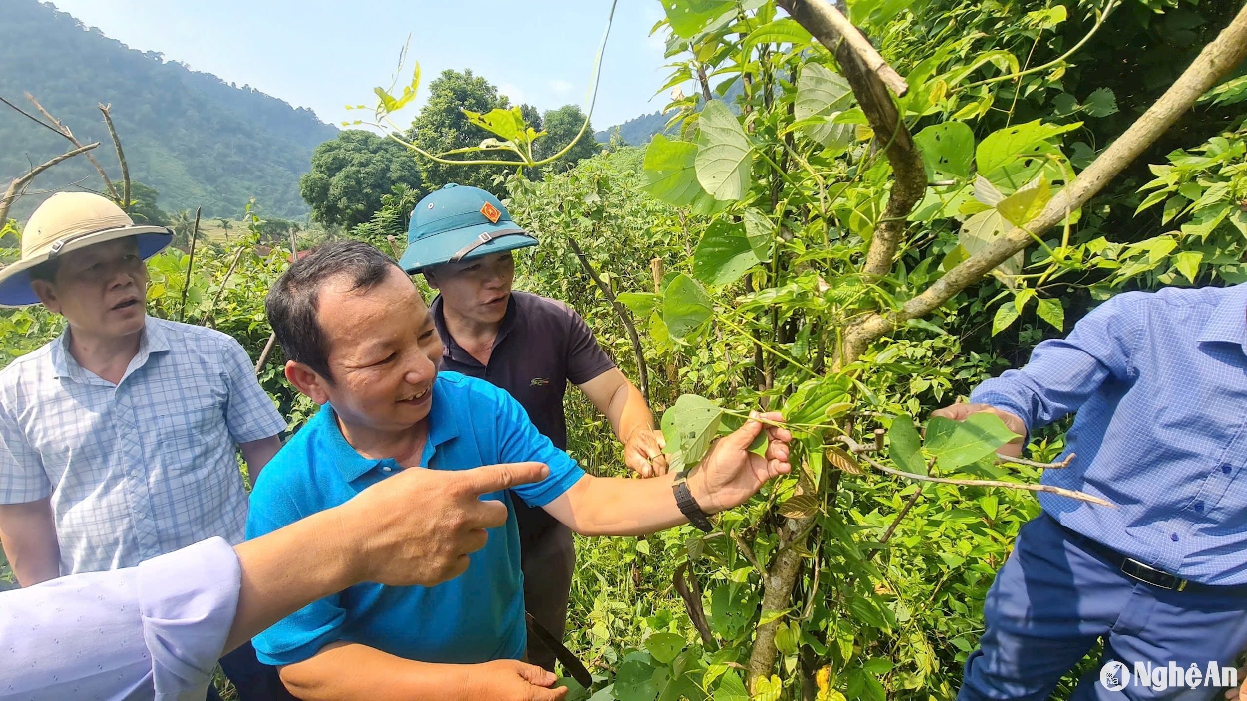 bna_can-bo-phong-nong-nghiep-va-phat-trien-nong-thon-huyen-tuong-duong-cung-can-bo-xa-nga-my-ban-xop-kho-tham-vuon-cay-bach-bo....jpg