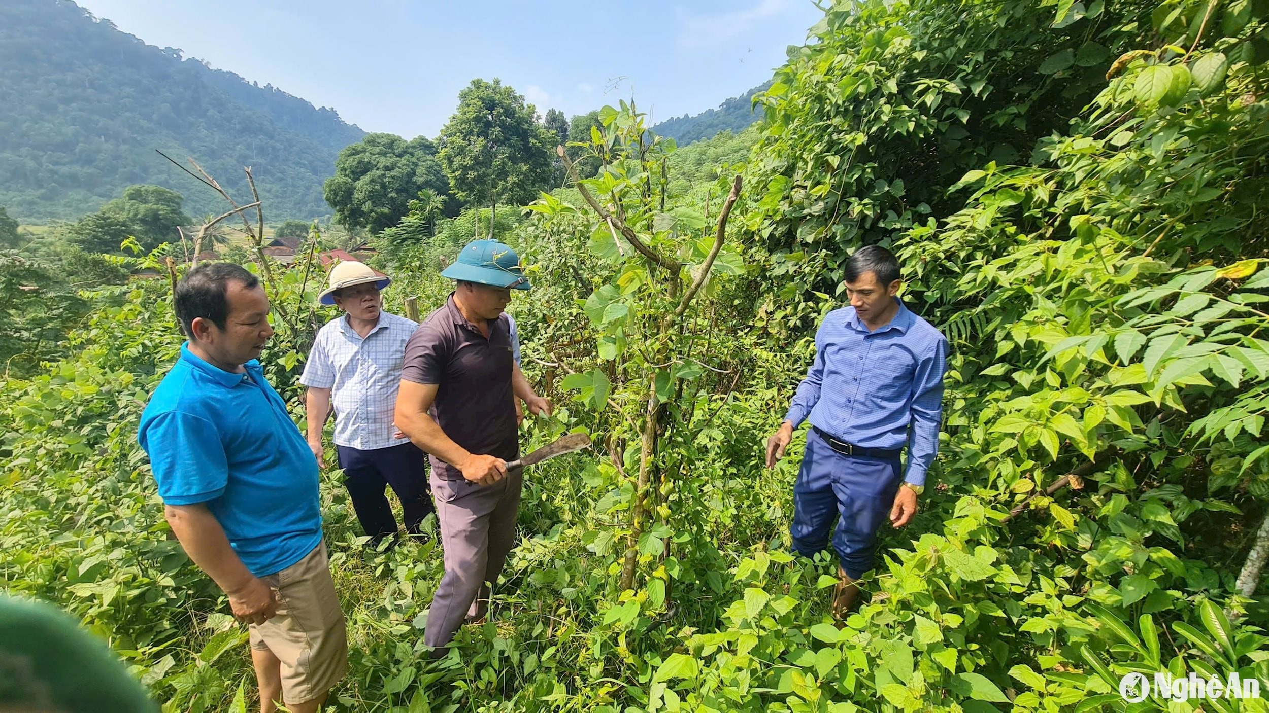 bna_can-bo-phong-nong-nghiep-va-phat-trien-nong-thon-huyen-tuong-duong-cung-can-bo-xa-nga-my-ban-xop-kho-tham-vuon-cay-bach-bo..jpg