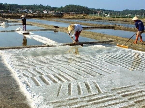 Bộ Nông nghiệp và Phát triển nông thôn trả lời kiến nghị cử tri về tháo gỡ khó khăn cho người sản xuất muối