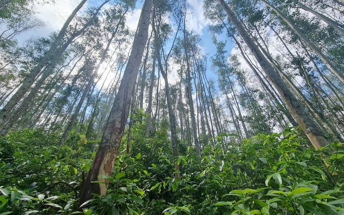 Lâm nghiệp Nghệ An cần có bộ giống chất lượng cao