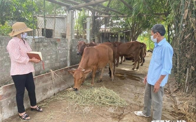 Quan tâm giải quyết kinh phí hỗ trợ thiệt hại do dịch tả lợn châu Phi và bệnh viêm da nổi cục ở trâu, bò cho người dân
