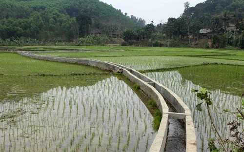 Sở Nông nghiệp và Phát triển nông thôn trả lời cử tri các xã Châu Phong, Châu Hội, huyện Quỳ Châu về sửa chữa các tuyến kênh mương bị sạt lở, hư hỏng