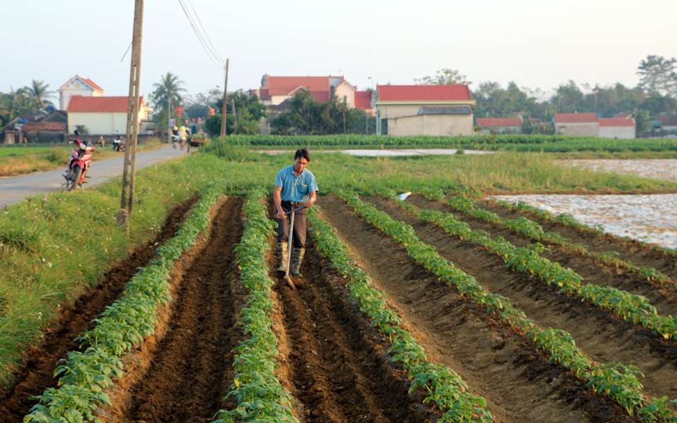 Sở Tài chính trả lời kiến nghị cử tri về hỗ trợ mô hình trồng khoai tây cho người dân