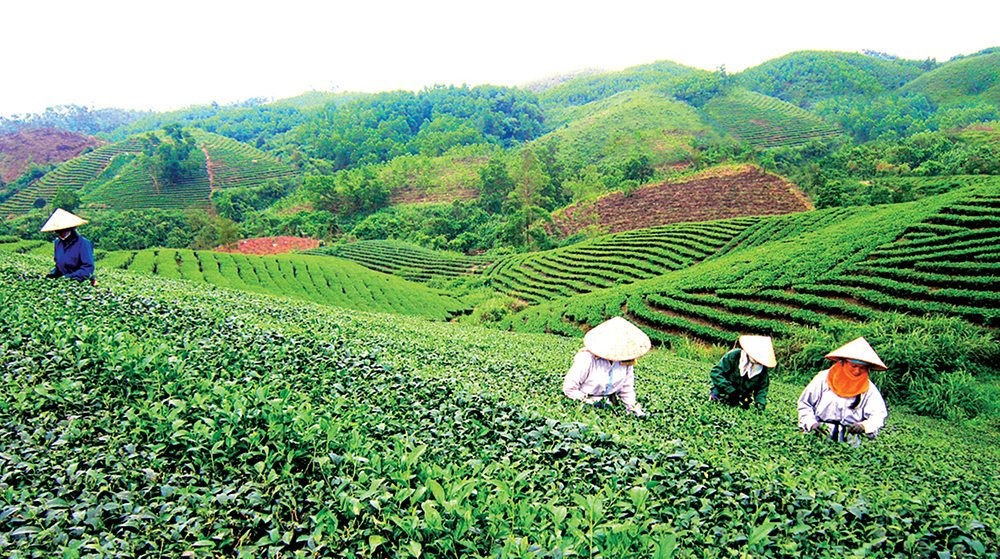 Ủy ban nhân dân tỉnh trả lời cử tri xã Hội Sơn, huyện Anh Sơn về bàn giao đất rừng của Xí nghiệp chè tháng 10 thuộc Công ty Cổ phần đầu tư chè Nghệ An về chính quyền địa phương quản lý