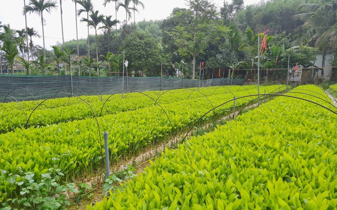 Sở Nông nghiệp và Phát triển nông thôn trả lời cử tri huyện Kỳ Sơn về hỗ trợ cây giống, giống con cho người dân