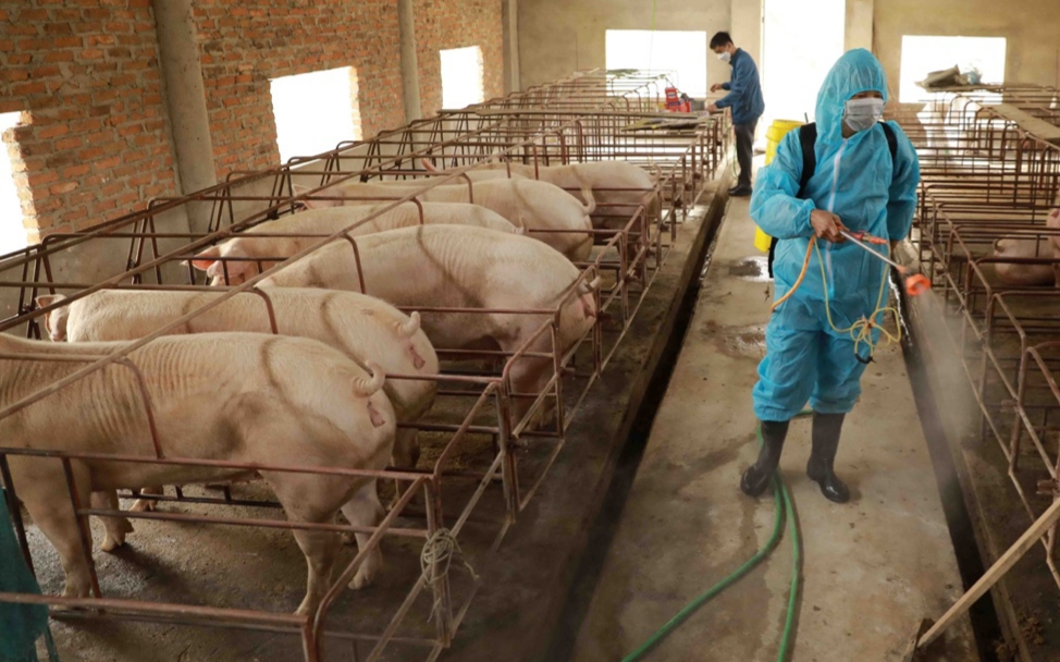 Quan tâm triển khai hiệu quả các giải pháp phòng, chống dịch bệnh gia súc, gia cầm