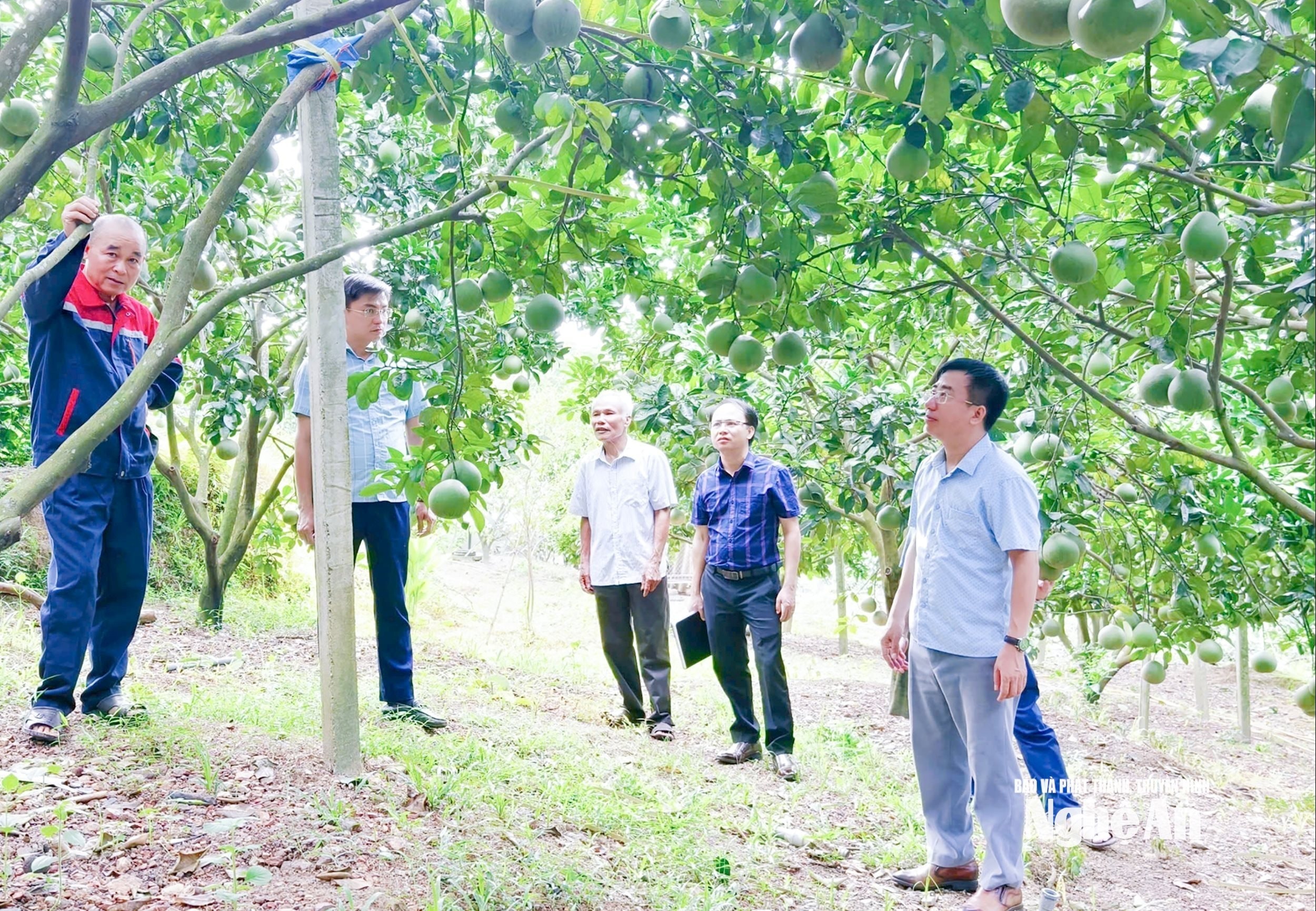 bna_-can-bo-xa-hoa-quan-tim-hieu-hieu-qua-mo-hin-trong-cay-an-qua-theo-huong-huu-co-tren-dia-ban.-anh-mai-hoa.jpg