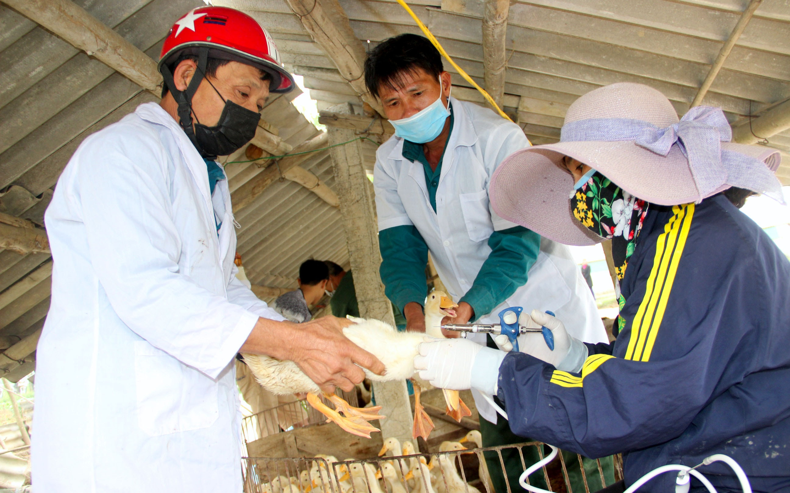 Nghệ An: ban hành mức hỗ trợ khắc phục dịch bệnh động vật