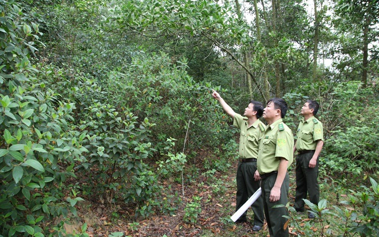 UBND tỉnh trả lời kiến nghị cử tri huyện Yên Thành về thực trạng công tác quản lý, bảo vệ rừng đặc dụng