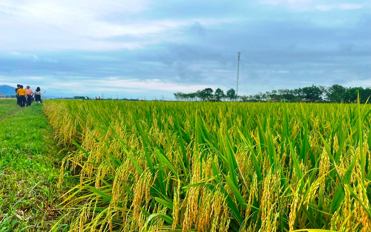 Nghệ An ban hành định mức hỗ trợ kinh phí hỗ trợ bảo vệ đất trồng lúa