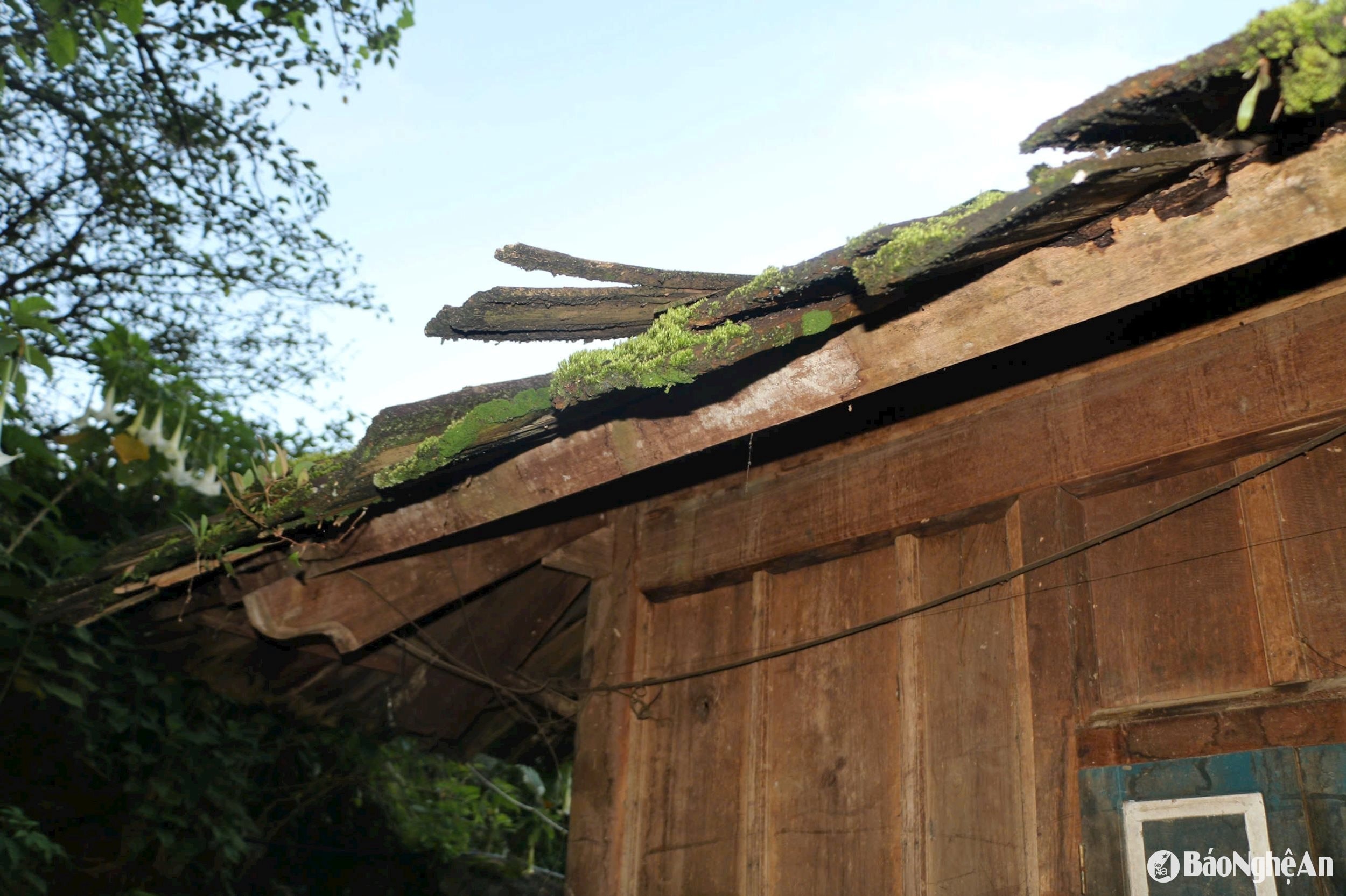 bna_nep-nha-lop-mai-samu-phu-reu-co-kinh-o-ban-huoi-giang-1-xa-tay-son.-anh-k.l3.jpg