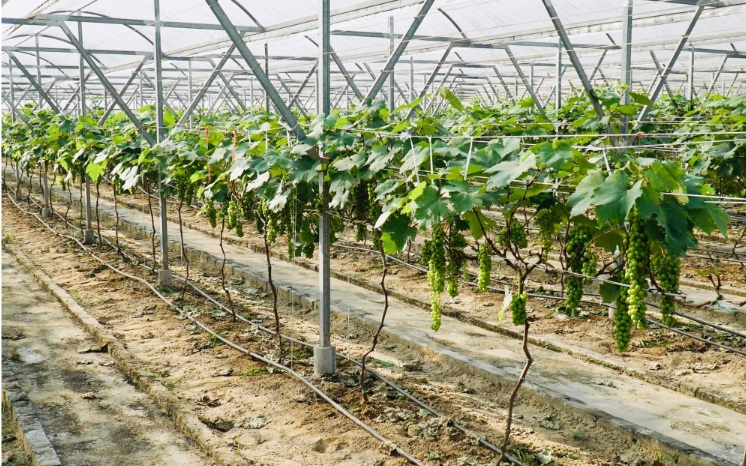 Chính sách hỗ trợ sản xuất nông nghiệp quy mô lớn theo Nghị quyết 18/2021/NQ-HĐND