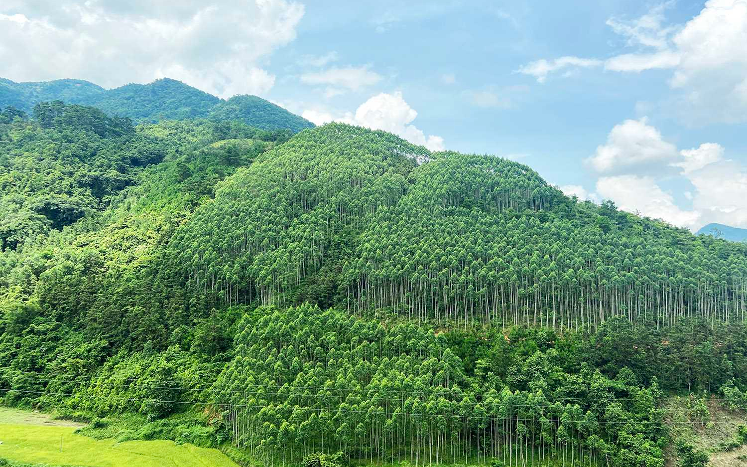 Nghệ An: Chuyển mục đích sử dụng 27,3486 ha rừng, thông qua 14 dự án phải thu hồi đất