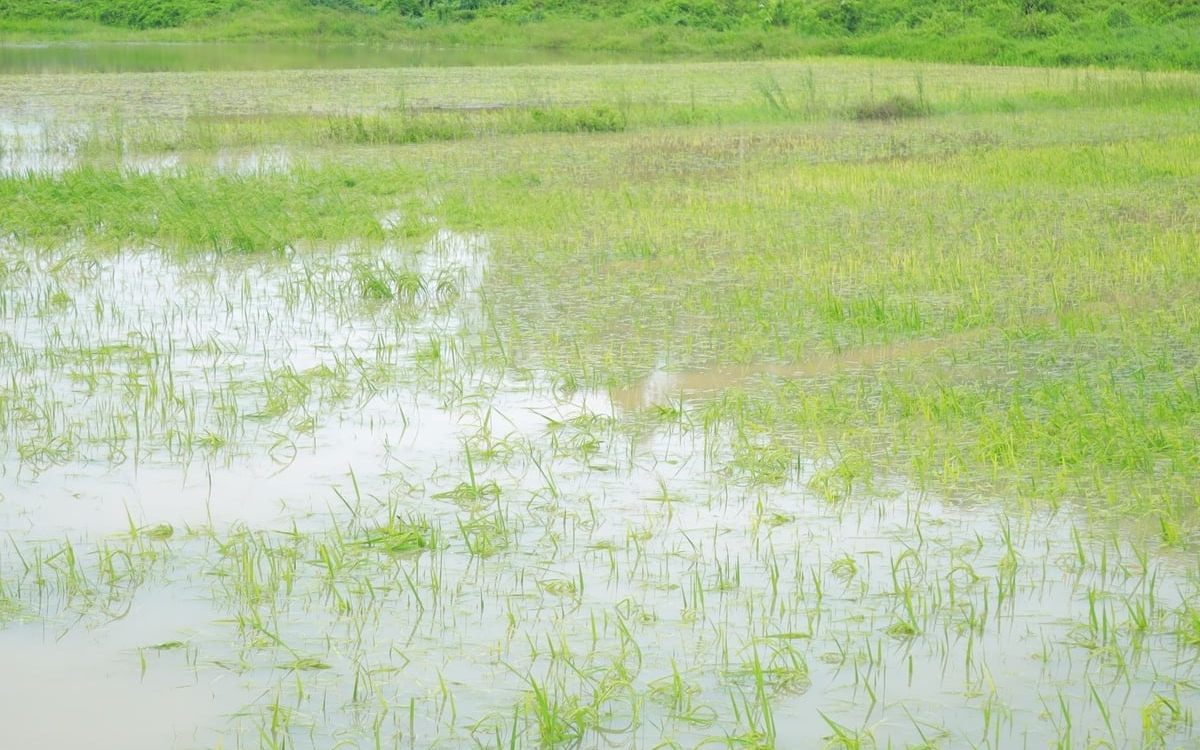 Nghệ An: Quy định mức hỗ trợ sản xuất nông nghiệp để khôi phục sản xuất vùng bị thiệt hại do thiên tai, dịch hại thực vật trên địa bàn tỉnh