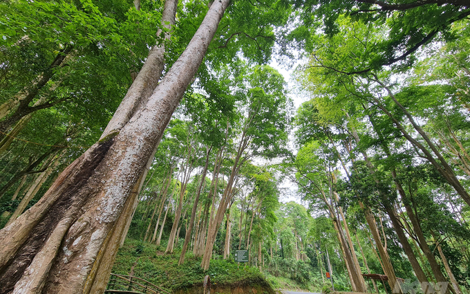 Nghệ An: Chuyển mục đích sử dụng 26,13245 ha rừng, thông qua 160 dự án phải thu hồi đất