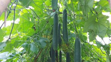 Con Cuông: Hiệu quả từ các mô hình kinh tế trang trại, gia trại