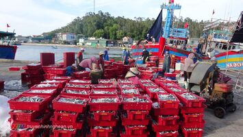 Ngư dân Quỳnh Lưu tích cực bám biển khai thác vụ cá Bắc