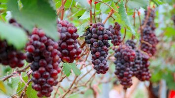 Những 'hướng mở' mới từ mô hình trồng nho trên đất màu đầu tiên tại huyện Nghi Lộc