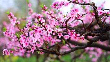 Chỉ thị của Ban Bí thư về tổ chức Tết Nhâm Dần năm 2022