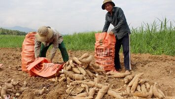 Nông dân Con Cuông phấn khởi vì sắn được mùa, được giá