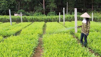 Nghệ An: Triển khai dự án giảm phát thải khí nhà kính 2,194 triệu USD