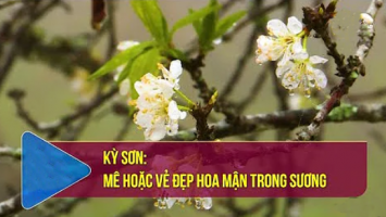 Kỳ Sơn: Mê hoặc vẻ đẹp hoa mận trong sương