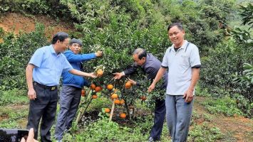 Cam bù Sen Anh Sơn đắt hàng dịp Tết nguyên đán