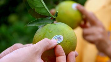 Mở cơ hội mới cho cam Vinh