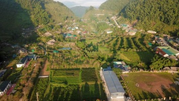 Phát triển dược liệu dưới tán rừng: hướng đi hiệu quả và bền vững