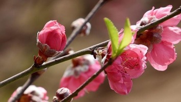 Chỉ thị của Ban Bí thư về việc tổ chức Tết Nguyên đán Quý Mão năm 2023