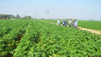 Liên kết theo chuỗi giá trị trong nông nghiệp - Bài học từ dự án phát triển khoai tây ở Nghệ An