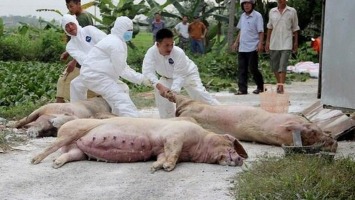 Cử tri huyện Quỳ Hợp đề nghị có chính sách hỗ trợ người chăn nuôi có gia súc bị tiêu hủy do dịch bệnh