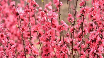 Tết Nguyên đán năm 2023 được nghỉ 7 ngày