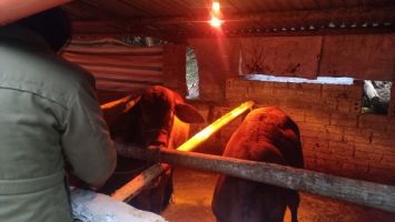 Nghệ An: Sẽ có chính sách hỗ trợ nông dân có gia súc chết do rét