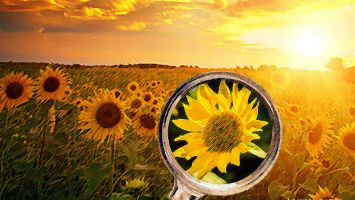 “Xuống ngựa xem hoa”